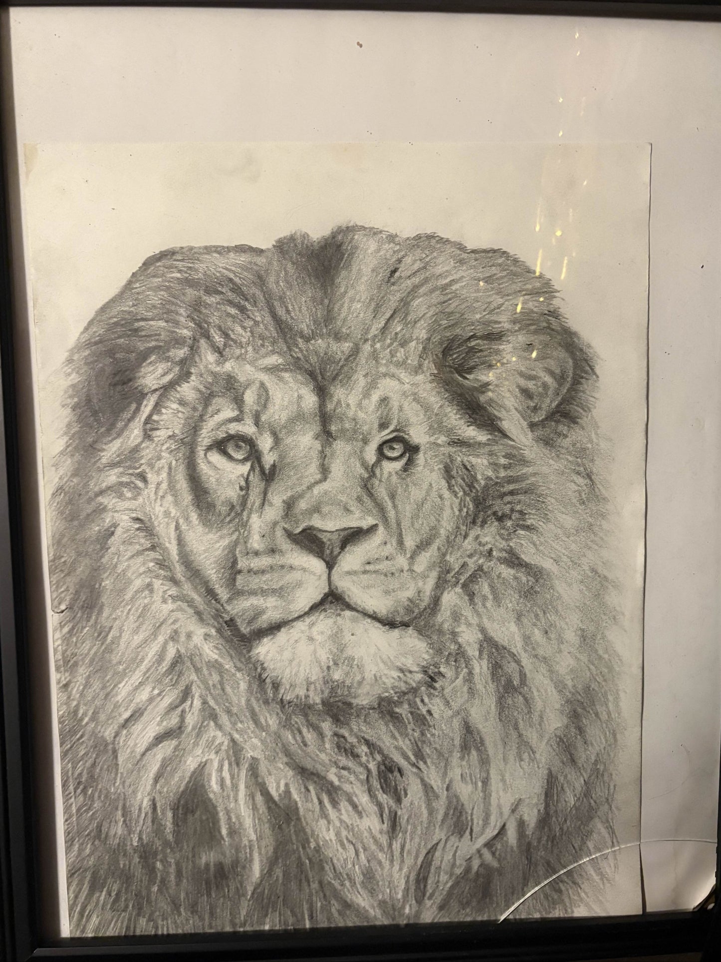 Lion’s Gaze — Original Graphite Drawing (11x14)
