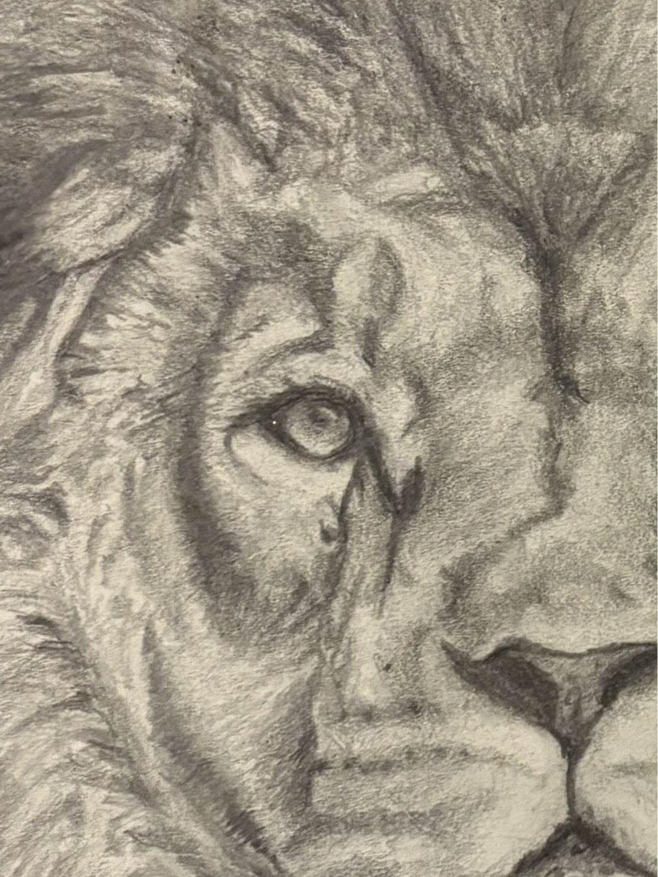 Lion’s Gaze — Original Graphite Drawing (11x14)